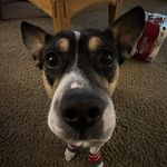Brian Sprout - @bsproutthedog - Instagram