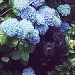 Brian Staples - @brainstaples - Instagram