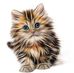 Brian Stell - Facebook