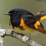 Brian Storey - @birdingbrian - Instagram
