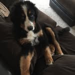 Brian Storey - @stella_the_berner - Instagram