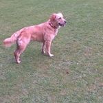 Brian Strachan - @brian.strachan.399 - Instagram