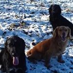 brian strang - @brian.strang - Instagram