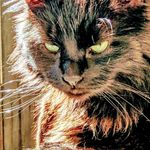 Brian Strangman - @brianstrangman - Instagram