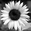 briansugrue849 - @briansugrue849 - TikTok