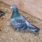 Brian Swallow - @brian.swallow.39 - Instagram