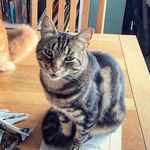 Brian - @brian_tabbycat - Instagram