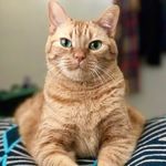 Brian The Cat - @brian_tabby_cat - Instagram