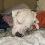Brian Thorp - @5150blt - Instagram