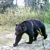 Brian Skakun Game on Trail Cam - @brianskakun1 - TikTok