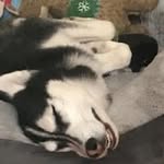 Brian Tufts - @bruinshockey04 - Instagram