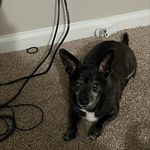 Brian the Uber dog - @my_uber_dogs - Instagram