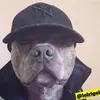 BRIAN - @brianuhlman2 - TikTok