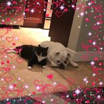 Bryan Ullom - @naplesbigdawgs - Instagram