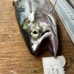 Brian Weidel - @fishprey - Instagram