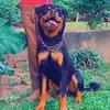 Brian_Rottweiler - @brian_hustler_rottweiler - TikTok