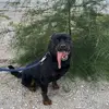Brianthedog - @brianrottweiler_ - TikTok