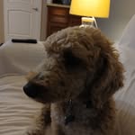 Brian Koa Welty - @honeebear_and_wripp_v4 - Instagram
