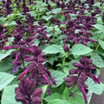 Brian Wente - @green_growing_gardens - Instagram