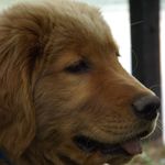 Brian Wheaton - @brianwheaton605 - Instagram