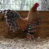 brianwhidden573 - @brianwhidden573 - TikTok