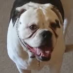 Brian Whitmore - @spikeandbeast - Instagram