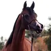 brianwhittecar2 - @brianwhittecar2 - TikTok