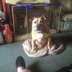 Brian Whitton - @whitton737 - Instagram