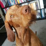 Brian Poopingdale Maindoodle - @brianthewirehairedvizsla - Instagram