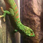 Brian Witmer - @reptilianlove - Instagram