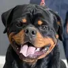 BearValley_Rotts - @brianwoggn - TikTok