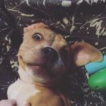 redneck boi - @brian_younce99 - Instagram