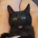 Briana Cox - @mycatsarebroken - Instagram