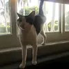 Briana Cox - @mycatsarebroken - TikTok