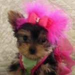 Briana  Fleming - @princessbribri26 - Instagram
