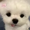 Brianna Marte - @brianna.marte8 - TikTok