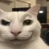 Briana mueller - @briana_mueller - TikTok
