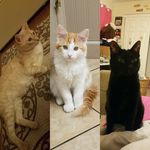 Briana Stephens - @3spoiledcats - Instagram