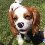 Brianna, Clancy & Stirling - @cavalierpack - Instagram