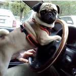 Brianna Heather clancy - @obbsessed_wid_pugs - Instagram