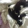 Brianna Fitzpatrick  - @navicat123 - TikTok