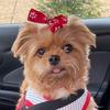 Brianna MacGregor - @rosebrianna5 - TikTok