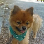 brianne calvert - @animal.lock - Instagram
