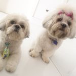 Bailey & Bridget - @bailey.and.bridget - Instagram
