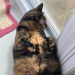 Bridget Carson Lewellen - @bridget._le.cat - Instagram