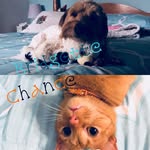 🐶Bridgette And Chance🐱 - @bridgette._.chance - Instagram