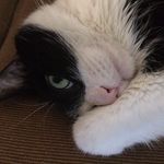 Bridget Hanley Cohen - @dreamingcatdesigns - Instagram