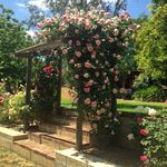 Cottonwood Bridgetown - @cottonwoodbridgetown - Instagram