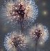Bridget Crowe - Facebook