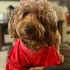 bridgetcrumley - @bridgetcrumley - TikTok